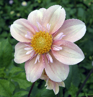 Dahlia Blossom