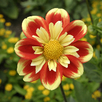 Dahlia Blossom