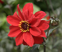Dahlia Blossom
