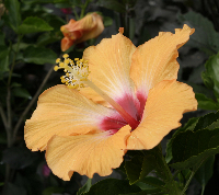 Hibiscus blossom