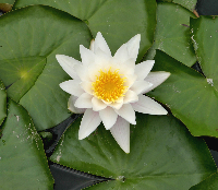 Lotus Lily