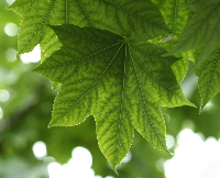 So much going on in one leaf - Sugar Maple