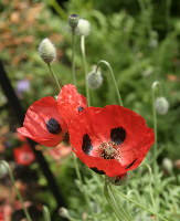 Oriental Poppy