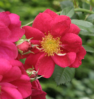 Rose, English Walled Garden