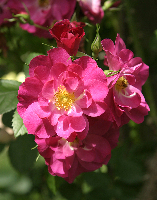 Another Rose, English Walled Garden