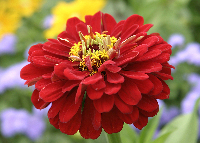 Zinnia - A riot of colors