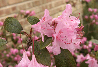 Rhododendrons, Front Yard