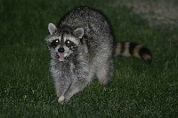 Raccoon With Bagel