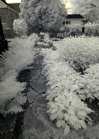 Slate Walkway Between Plants