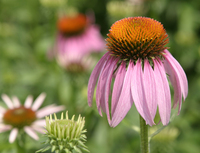 Purple Coneflower