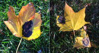 Black spot on leaves