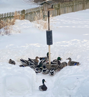 Ducks at feeder