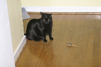 Taylor and Mouse