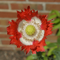 Strange Poppy