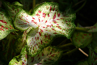 Oddly Spotted Caladium Leaf