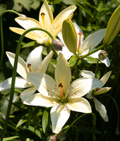 Lilies