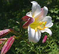 Lilies - open and almost opened
