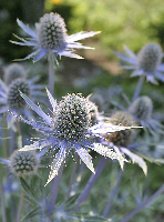 Some sort of thistle?