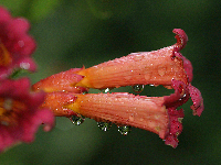 After the rain; trumpet vine blossoms