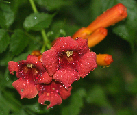 After the rain; trumpet vine blossoms