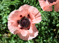 Pink Poppies