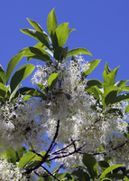Fringe Tree - <i>Chionanthus virginicus</i>