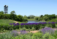 Study in Purple - Cat Mint; Irises