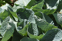 Hosta leaves