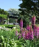 Foxglove - English Garden