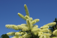 Yellow New Growth on Pine