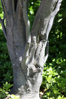 Beech trunk