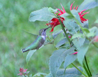 Hummingbird