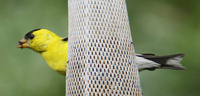 Goldfinch - with its mouthful