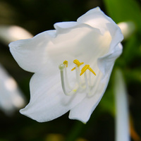 Hosta blossom