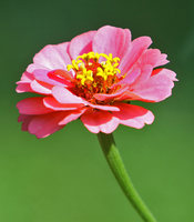 Zinnia blossom - backyard pot