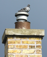 Sentinel pigeon