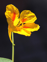 Nasturtium blossom