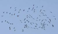 Sand cranes migrating north