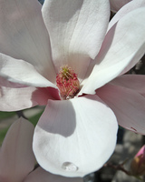 Magnolia blossom, after rain