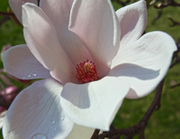 Magnolia blossom, after rain