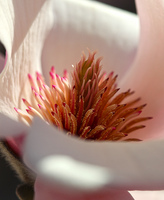 Pollen on Magnolia blossom