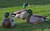 Boys Night Out: Mallard Ducks