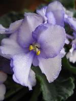 African Violet