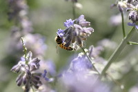 Honey Bee on Russian Sage