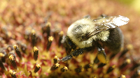 Bumblebee Enjoying Sunflower