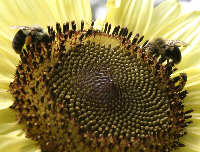 Bumblebees on Sunflowers