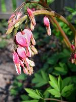 Bleeding Heart Blossoms