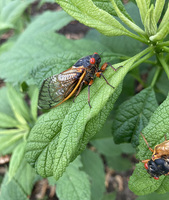 Cicadas May 2024