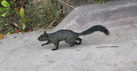 Black squirrel on the sidewalk