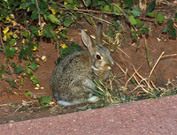 Rabbit - Just off path; used to us no-rabbits...